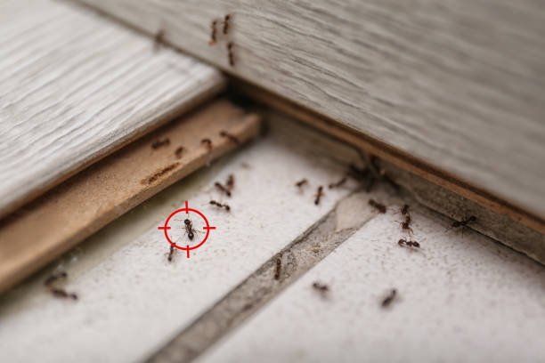 Best Termite Control Services  in Toledo, OR